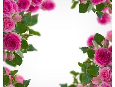 عکس گل محمدی طبیعی