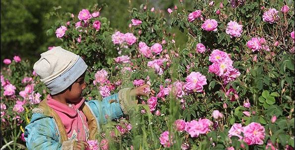عکس گل محمدی طبیعی