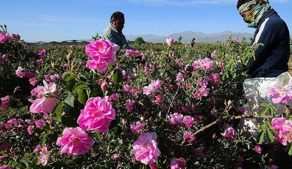 عکس گل محمدی طبیعی
