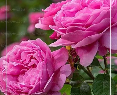 عکس گل محمدی طبیعی