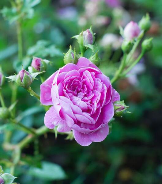 عکس گل محمدی طبیعی