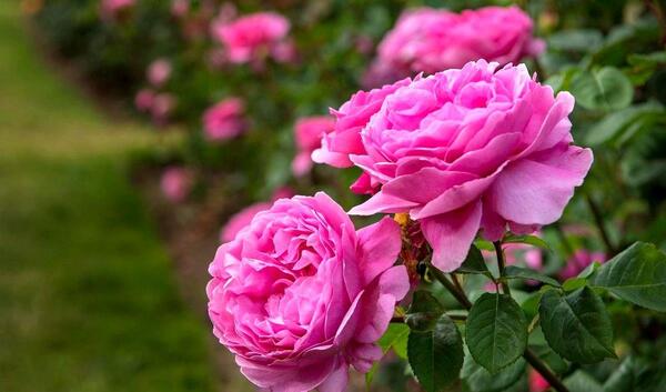 عکس گل محمدی طبیعی