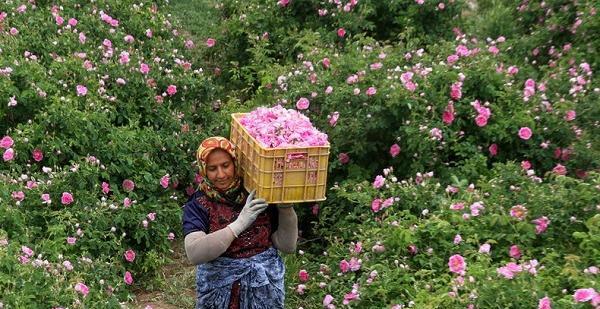 عکس گل محمدی طبیعی