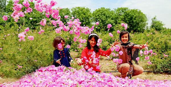 عکس گل محمدی طبیعی