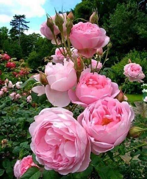 عکس گل محمدی طبیعی