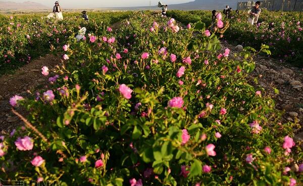 عکس گل محمدی طبیعی