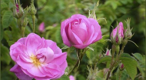 عکس گل محمدی طبیعی