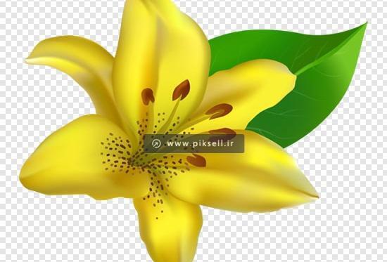 عکس گل لیلیوم زرد