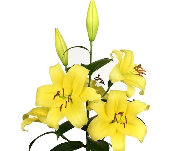 عکس گل لیلیوم زرد