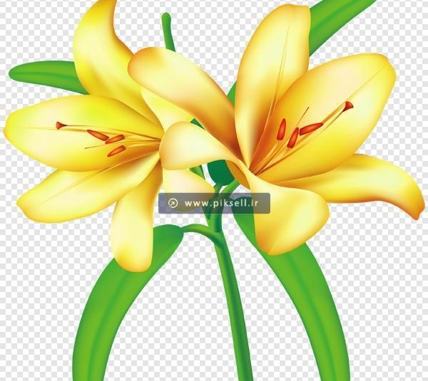 عکس گل لیلیوم زرد
