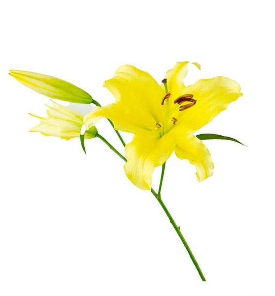 عکس گل لیلیوم زرد