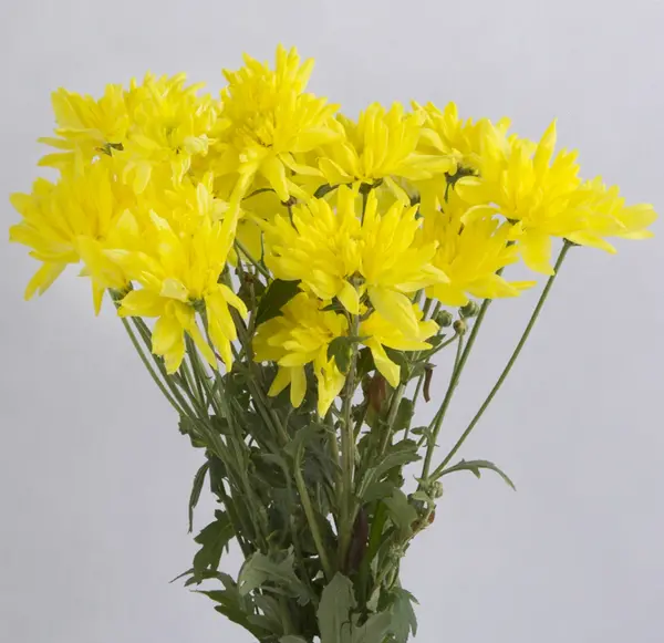 عکس گل لیلیوم زرد