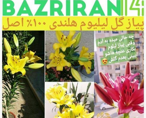 عکس گل لیلیوم زرد