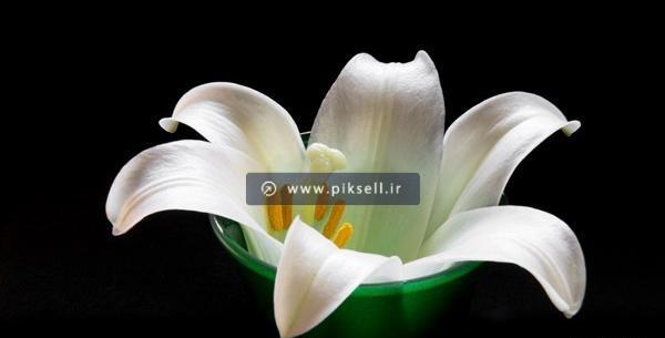 عکس گل لیلیوم زرد