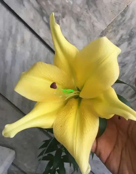 عکس گل لیلیوم زرد