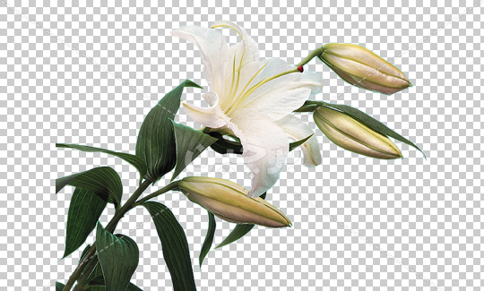 عکس گل لیلیوم زرد