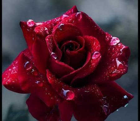 عکس گل تکی زیبا برای پروفایل