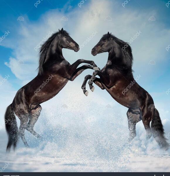 عکس اسب وحشی برای پس زمینه
