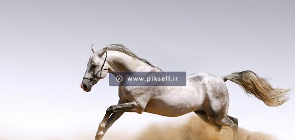 عکس اسب وحشی برای پس زمینه