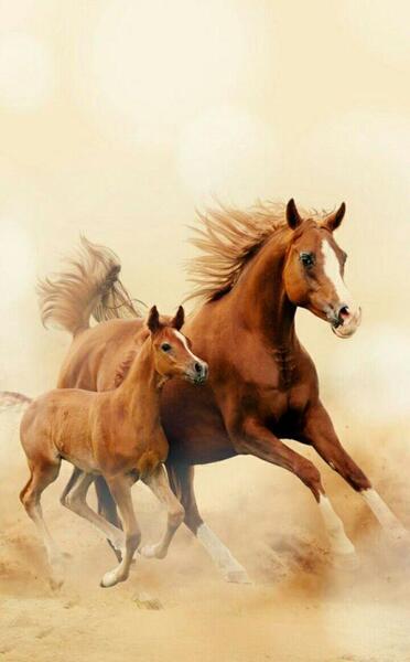 عکس اسب وحشی برای پس زمینه
