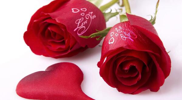 عکس گل عاشقانه برای پروفایل واتساپ