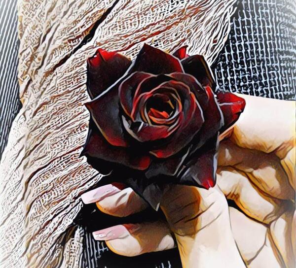عکس گل عاشقانه برای پروفایل واتساپ