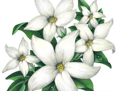 عکس گل کارتونی برای نقاشی