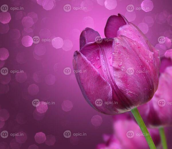 عکس های طبیعت صورتی