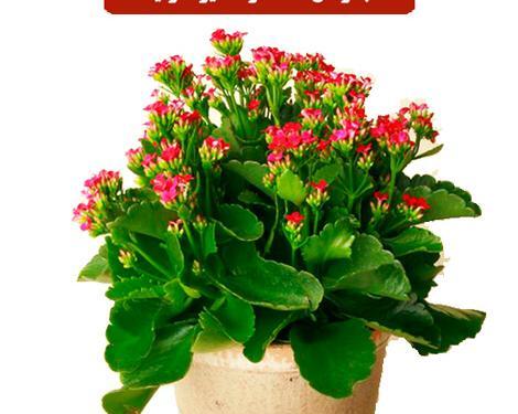 عکس گل های قاشقی