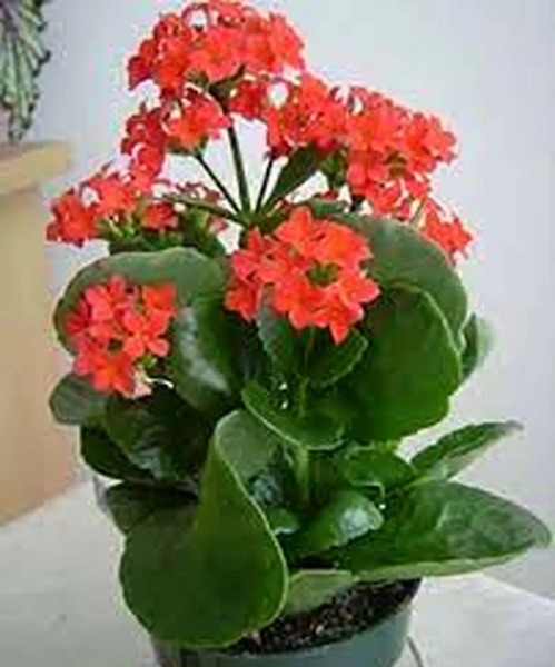 عکس گل های قاشقی