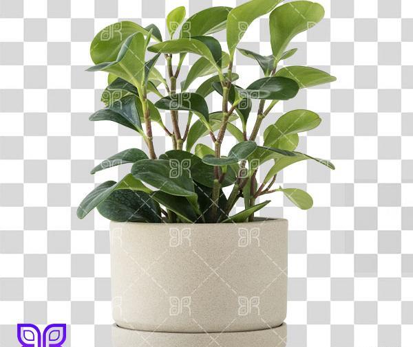 عکس گل های قاشقی
