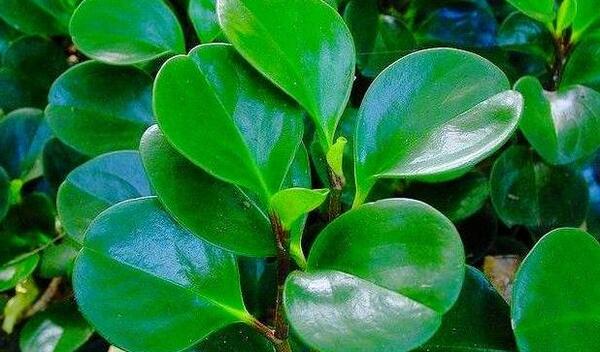 عکس گل های قاشقی