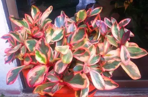 عکس گل های قاشقی