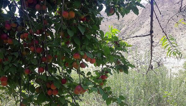 عکس طبیعت روستای اندریان