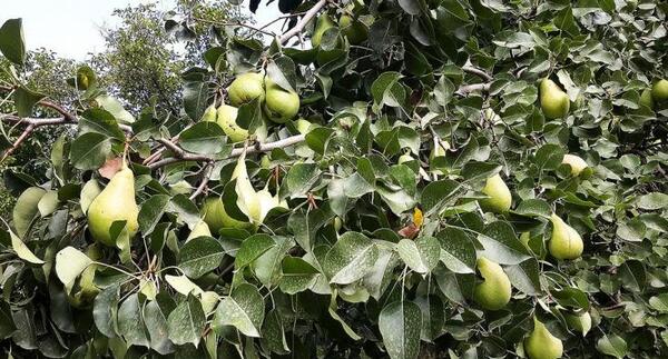 عکس طبیعت روستای اندریان