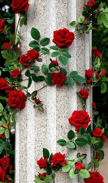 عکس گل و طبیعت برای تصویر زمینه