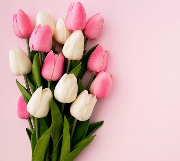 عکس گل و طبیعت برای تصویر زمینه