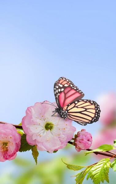 عکس گل و طبیعت برای تصویر زمینه