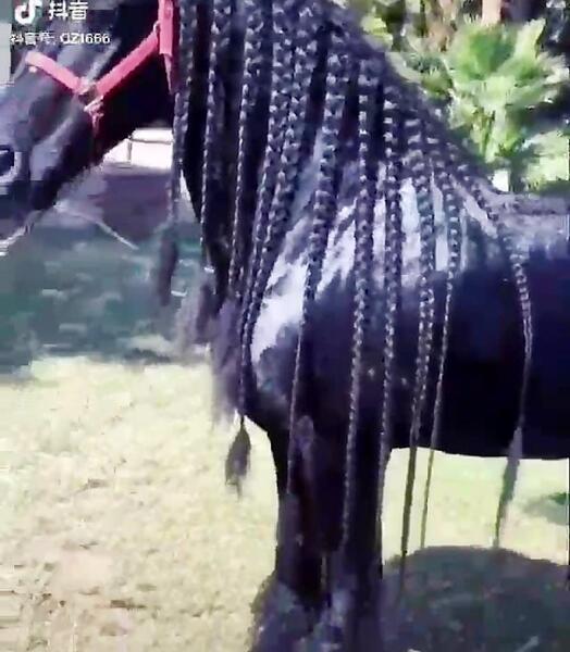 عکس اسب مشکی مو بلند