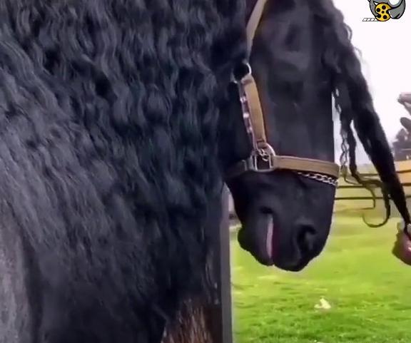 عکس اسب مشکی مو بلند
