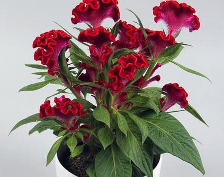 عکس گیاه گل تاج خروس