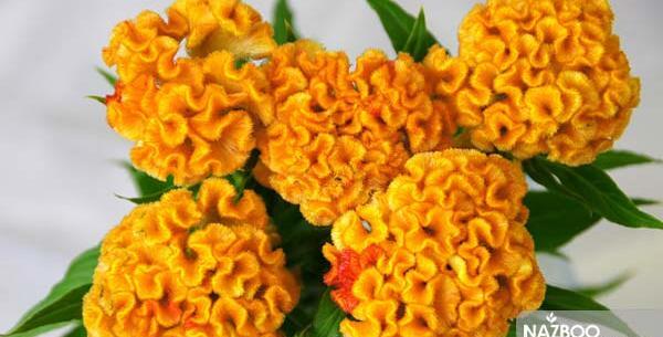 عکس گیاه گل تاج خروس