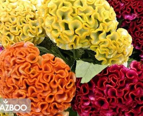 عکس گیاه گل تاج خروس