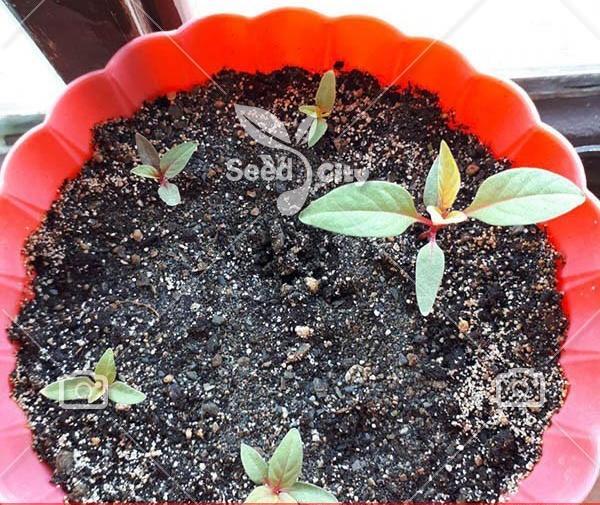 عکس گیاه گل تاج خروس