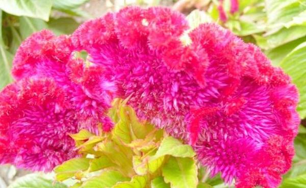 عکس گیاه گل تاج خروس