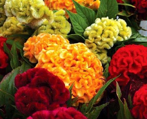 عکس گیاه گل تاج خروس