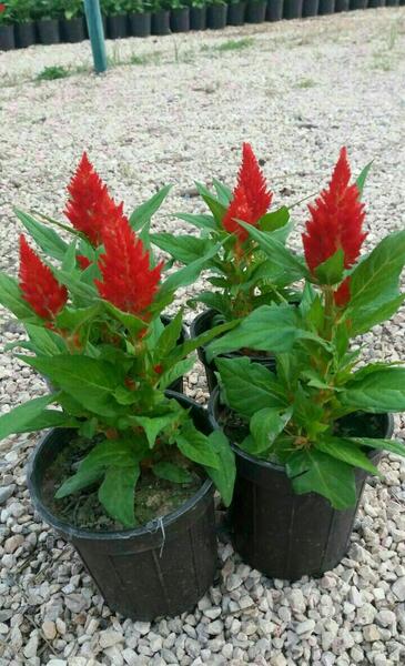 عکس گیاه گل تاج خروس