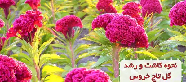 عکس گیاه گل تاج خروس
