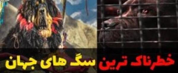 عکس خطرناک ترین سگ ایران