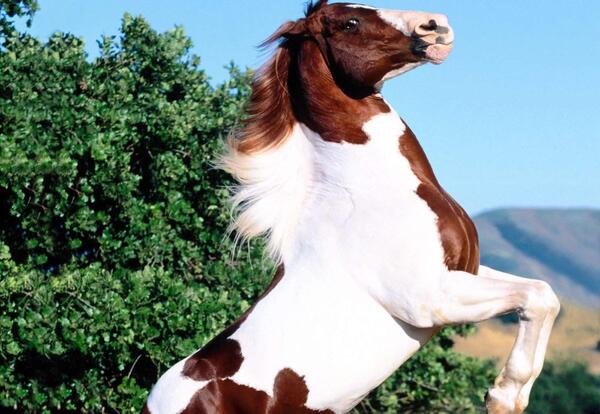 عکس اسب قهوه ای و سفید
